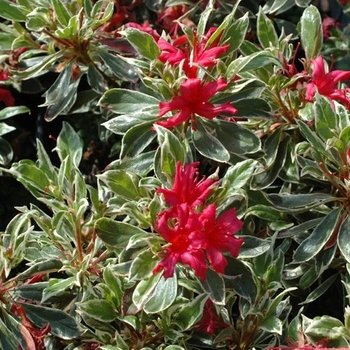 Rhododendron Girard Hybrid 'Silver Sword' 