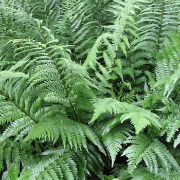 Thelypteris normalis