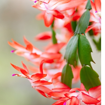 Schlumbergera truncata