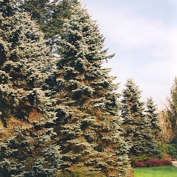 Picea pungens 'Moerheim' 