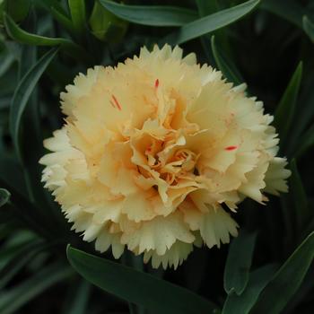Dianthus 'Bling Bling' 