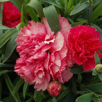 Dianthus Sunflor® 'Red Allura'