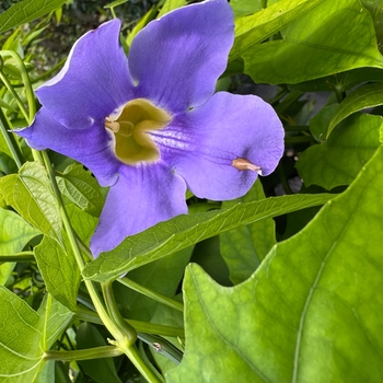 Thunbergia grandiflora