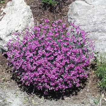 Dianthus 'Pixie' 