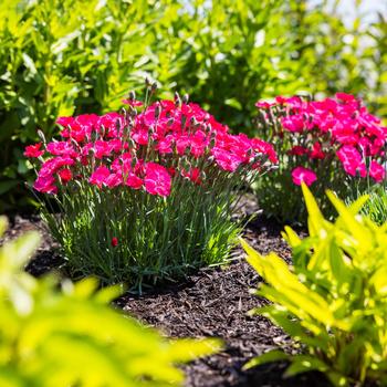 Dianthus gratianopolitanus 'G19-159' PPAF
