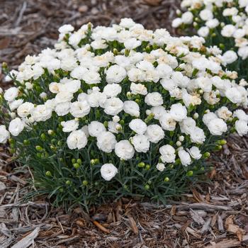 Dianthus 'Whipped Cream' 