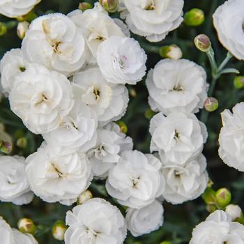 Dianthus Fruit Punch® 'Whipped Cream' (306648)