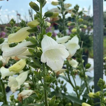 Digitali purpurea 'Hanabee White'