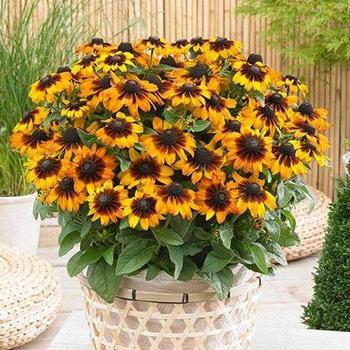 Echibeckia 'Pecan Pie' PPAF