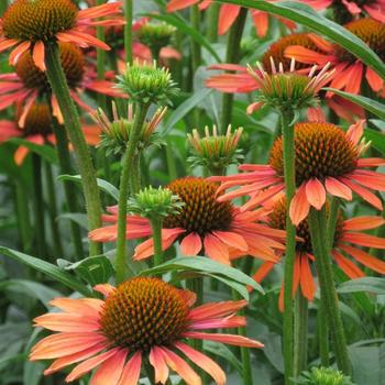 Echinacea 'Hilmooojoy' 
