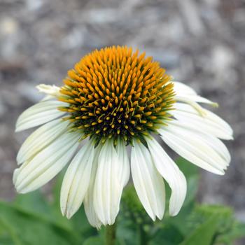 Echinacea 'Hilmooshin' 