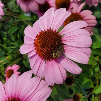 Echinacea purpurea 'Prairie Splendor' (306669)