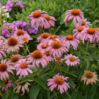 Echinacea purpurea 'Prairie Splendor' (306670)