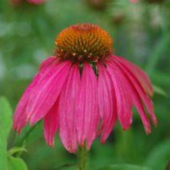 Echinacea purpurea 'Red Knee High' (306671)
