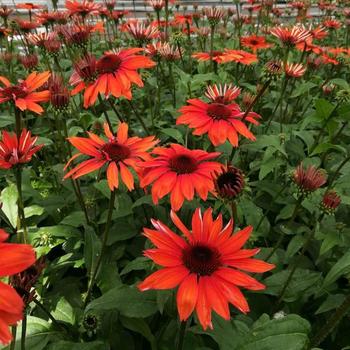 Echinacea purpurea 'Red Knee High' (306672)