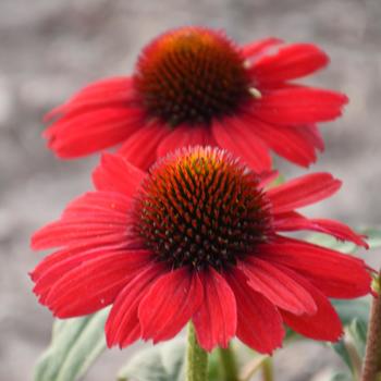 Echinacea purpurea 'Cardinal Crest' PPAF