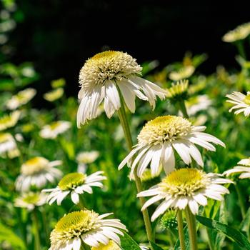 Echinacea purpurea 'Vanilla Drip™' (306678)