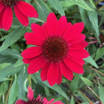 Echinacea 'Vintage Hot Red' 