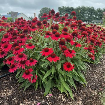 Echinacea Sunmagic® 'Vintage Hot Red' (306684)