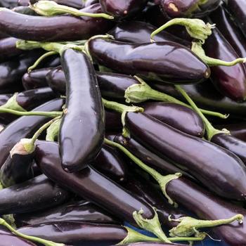 Solanum melongena 'Orient Express' 