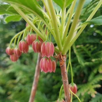 Enkianthus campanulatus 'Bruce Briggs' 