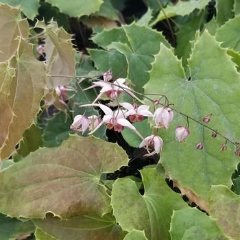 Epimedium 'Pink Panther' (306689)