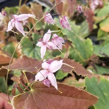 Epimedium 'Pink Panther' (306690)