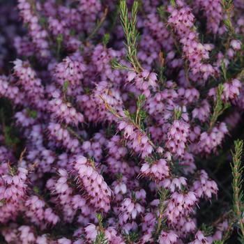 Erica carnea '' (306692)