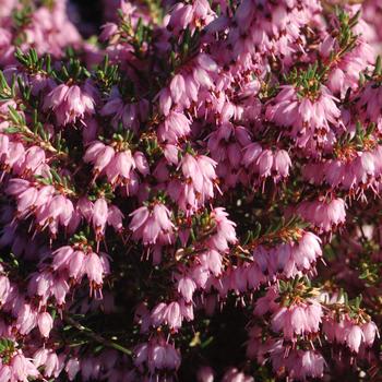 Erica carnea '' (306693)
