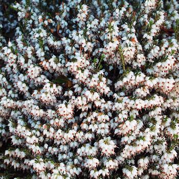 Erica carnea
