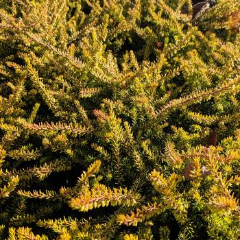 Erica x darleyensis 'Eva Gold' 