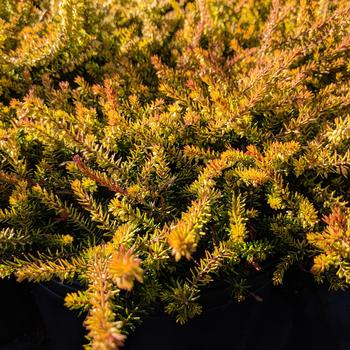 Erica x darleyensis 'Eva Gold' (306696)