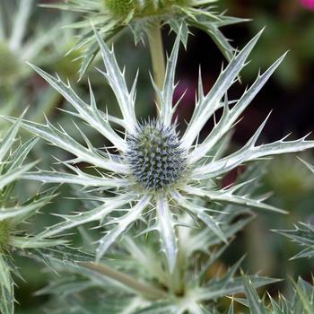 Eryngium zabellii 'Big Blue' (306698)