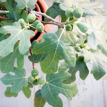 Ficus carica 'Fignomenal®' (306701)