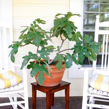 Ficus carica 'PT-DF-14' PP32537