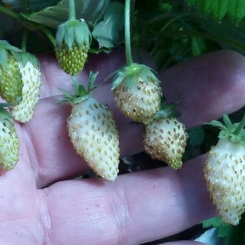 Fragaria vesca 'White Soul' 