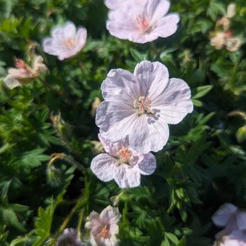 Geranium sanquineum 'Pink Summer'