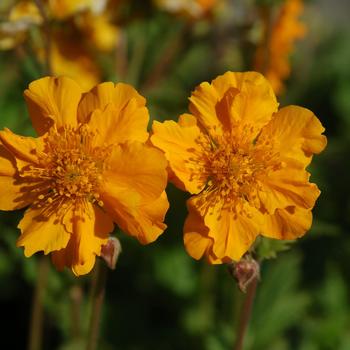 Geum 'Soild Gold Dancer' PPAF