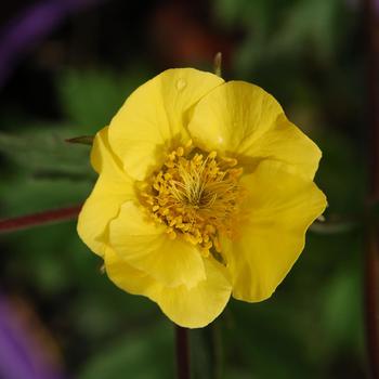 Geum 'Top Shelf Margarita' 