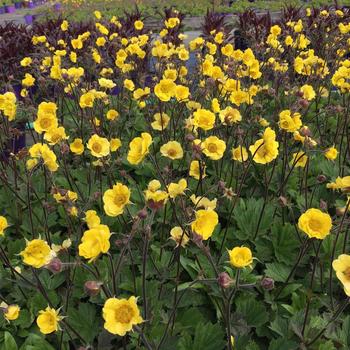Geum Cocktails™ 'Top Shelf Margarita' (306713)