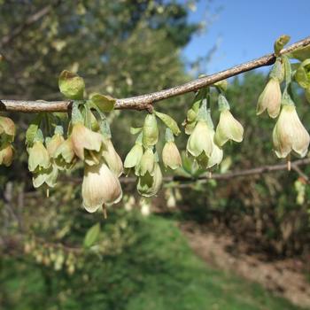 Halesia carolina (tetraptera) '' (306715)