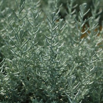 Helichrysum angustifolium 