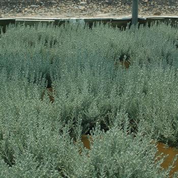 Helichrysum angustifolium '' (306717)