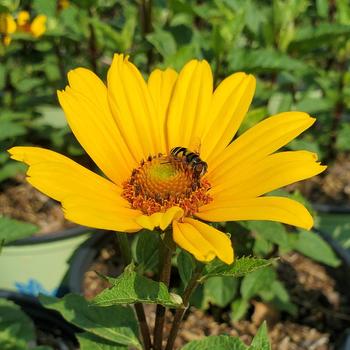 Heliopsis helianthoides var. scabra 'Punto Rosso'