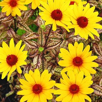 Heliopsis helianthoides 'Summer Pink'