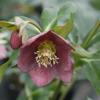 Helleborus Spring Promise® 'Rachel'
