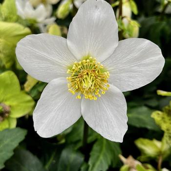 Helleborus niger HGC® 'Jasper'