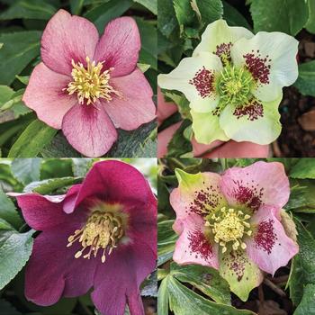 Helleborus x sternii 'Ashwood Strain'
