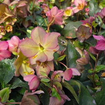 Helleborus x glandorfensis Ice N' Roses® Rose