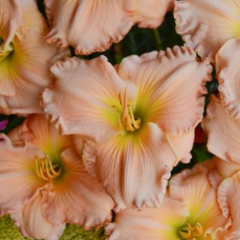 Hemerocallis 'Sweet Tart'